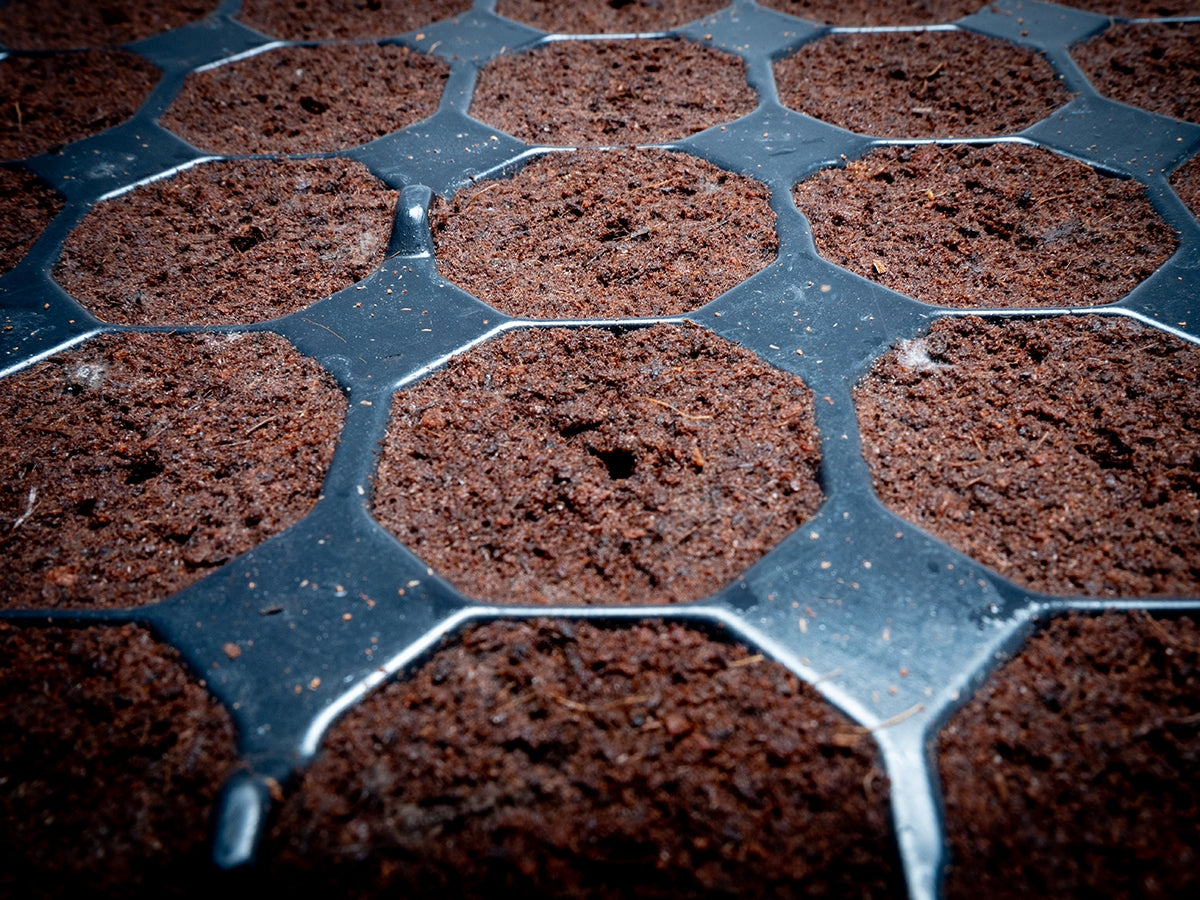 Plug Life 80/20 Peat Mix - Tray of 104 – Greens Horticulture