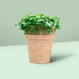 Jiffy Botanian - Peat Free Pots - 8cm – view 3