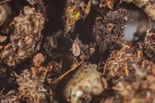 Koppert Sciarid Fly (Fungus Gnat) Predators