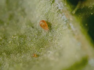 Koppert Spidermite Predators