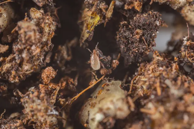 Koppert Sciarid Fly (Fungus Gnat) Predators